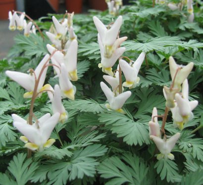 Dicentra cucullaria 